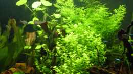 aquarium-von-reinhard-becken-8249_