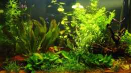 aquarium-von-reinhard-becken-8249_Beplanzung nach 4 Wochen