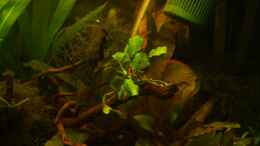 aquarium-von-rx-becken-8265_Anubias auf Wurzel