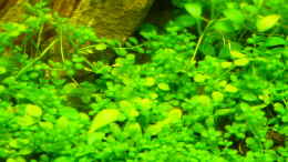 aquarium-von-lukas-forster-becken-8289_Hemianthus und gossostigma