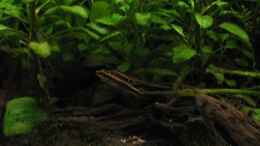 aquarium-von-raphael-becken-8297_20080516_0230_rechts