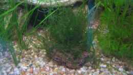 aquarium-von-ron-schaepe-becken-8305_Javamoos05/08