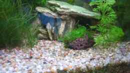 aquarium-von-ron-schaepe-becken-8305_Javamoos auf Nano Stone