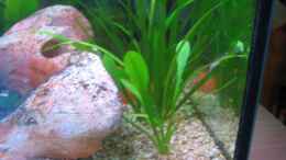 aquarium-von-ron-schaepe-becken-8305_Zwergwasserkelch(vorne)05/08