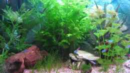 aquarium-von-ron-schaepe-becken-8305_Sumatrafarn/Nadelsimse im Vordergrund