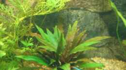 aquarium-von-ron-schaepe-becken-8305_Becketts Wassrkelch