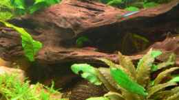 aquarium-von-wok-becken-8360_