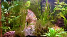 aquarium-von-wok-becken-8360_