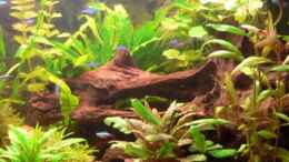 aquarium-von-wok-becken-8360_