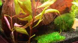 aquarium-von-wok-becken-8362_