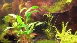 aquarium-von-wok-becken-8362_