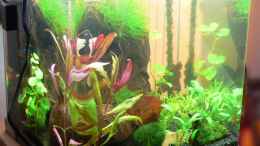 aquarium-von-wok-becken-8362_