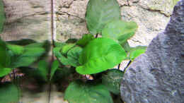 aquarium-von-thimo-schneider-becken-8404_Anubias bateri