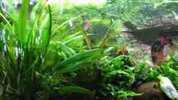 aquarium-von-sebastian-kettner-becken-8433_