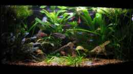 aquarium-von-jonas-g--becken-8492_Vorderansicht Neu November