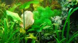 aquarium-von-denon-becken-8493_Cabomba caroliniana 