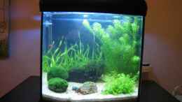 aquarium-von-speci-becken-8495_