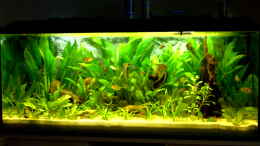 aquarium-von-rene2901-becken-8507_