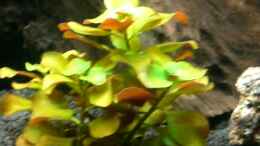 aquarium-von-dennis-und-katha-becken-8520_ Ludwigia