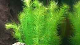 aquarium-von-dennis-und-katha-becken-8520_Flussmooskraut (Mayaca fluviatilis) 