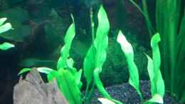 aquarium-von-dennis-und-katha-becken-8520_Amazonas Schwertpflanze (Echinodorus)