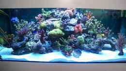 aquarium-von-salvatore-fuso-becken-8522_Becken am 01.01.2010