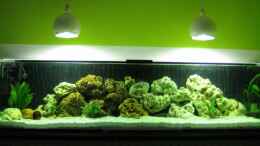 aquarium-von-solle-becken-8524_Malawi 