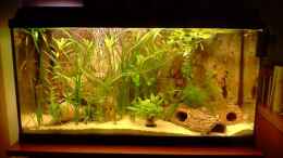 aquarium-von-david-kousataloglou-becken-8531_Mein Becken 1