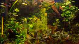 aquarium-von-birgit-s--becken-8565_22.03.08