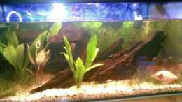 aquarium-von-andy-l-becken-8572_Hauptbild