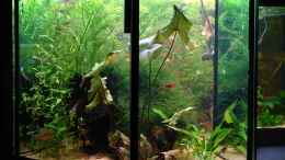 aquarium-von-wss-becken-8583_Links. Mexikanisches Eichenblatt, Rot-Grüner Tigerlotus, da