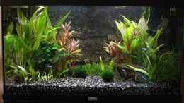 aquarium-von-thorsten-a--becken-8596_125 ltr. Juwel Rio 