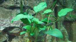 aquarium-von-ferdinand-aichinger-becken-8621_Anubias Barteri 