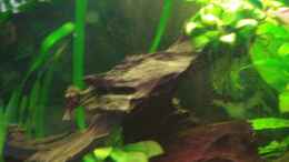 aquarium-von-korbi-becken-8628_Anubias barteri