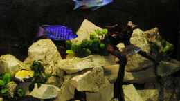 aquarium-von-henning-sayer-becken-8631_