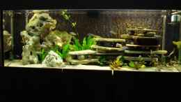 aquarium-von-troll-becken-malawi-mbunas_