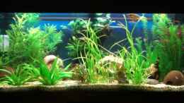 aquarium-von-schindlinho-becken-8648_