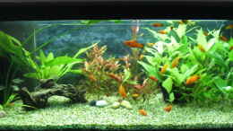 aquarium-von-frank-becken-8668_05.10.08