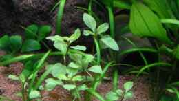 aquarium-von-apistofan-pythons-cave_Ludwigia repens rubin... 