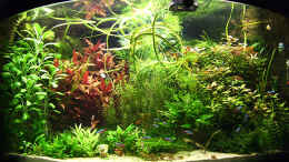 aquarium-von-tiberius-becken-8685_16-02-2009