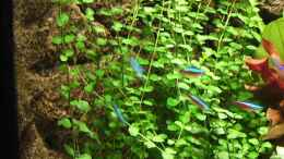 aquarium-von-tiberius-becken-8685_Micranthemum umbrosum (Perlenkraut) 