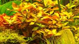 aquarium-von-tiberius-becken-8685_Ludwigia repens x arcuata (Goldbraune Ludwigie)