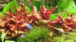 aquarium-von-tiberius-becken-8685_Alternanthera reineckii Rot (Rotes Papageienblatt)