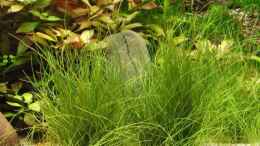 aquarium-von-tiberius-becken-8685_Eleocharis acicularis (Sumpf-Nadelbinse)