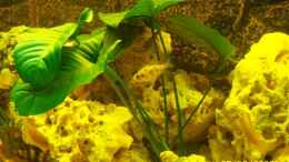 aquarium-von-rene-nolting-becken-8686_anubis b.