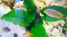 aquarium-von-rene-nolting-becken-8686_anubis b.