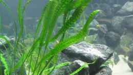 aquarium-von-andisehlde-fadenmaulbrueter-tank_Cryptocoryne aponogetifolia