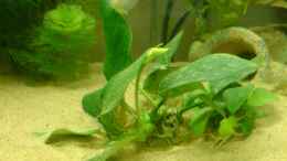 aquarium-von-fabbby-becken-8691_Anubias barteri var nana