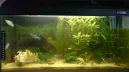 aquarium-von-fabbby-becken-8691_meins^^