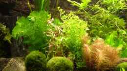 aquarium-von-sandy--becken-8694_